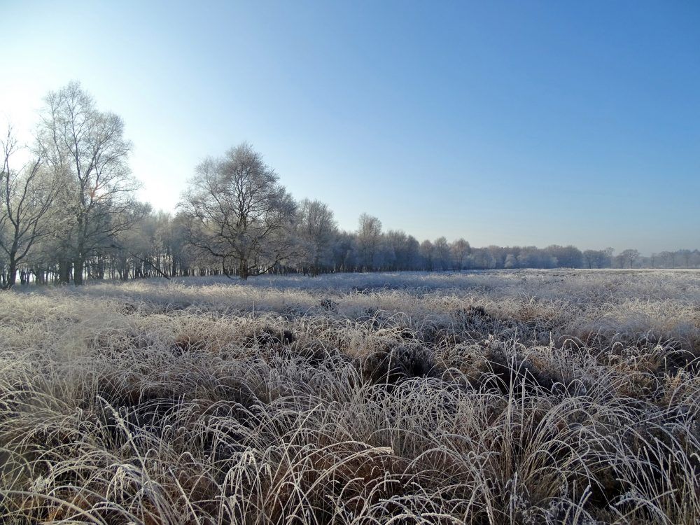 Noordsche veld